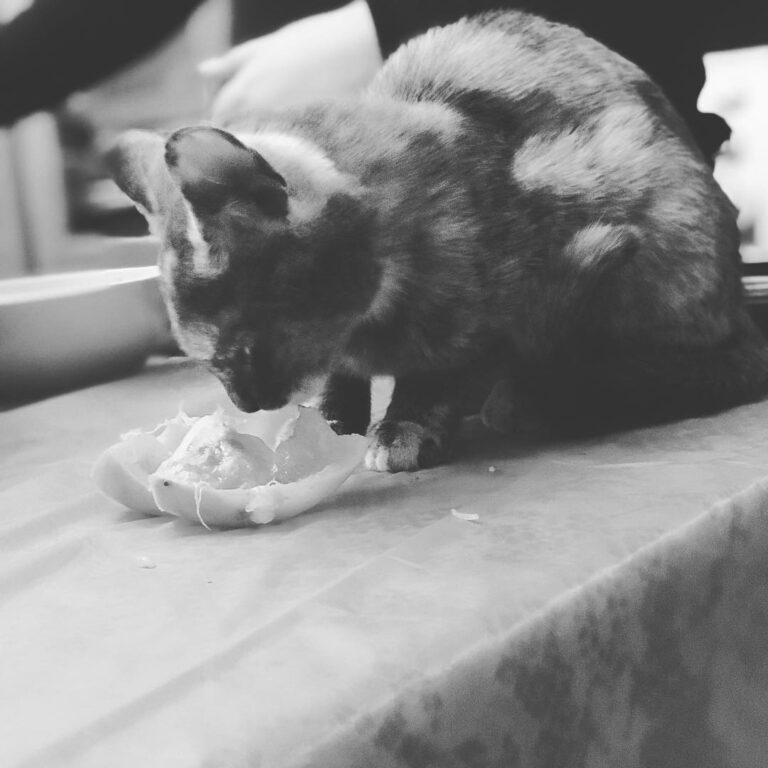 Meow loves persimmon a lot. Meow recommends healthy eating.