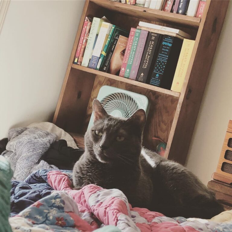 Mi gato