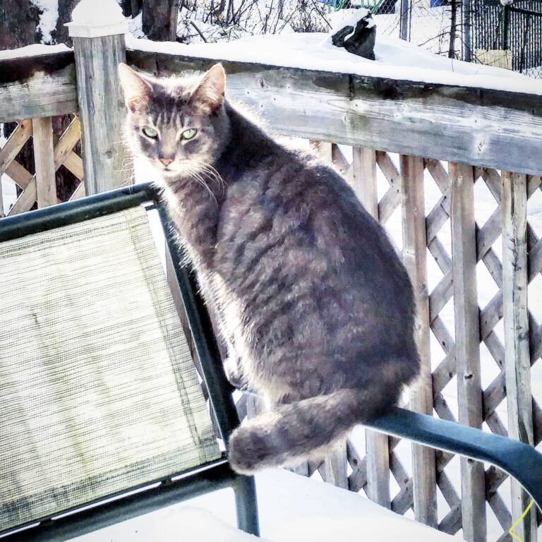 Cute Cat Moment