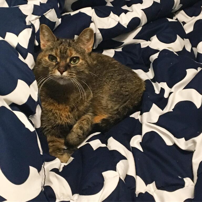 MomMom bought me a new comforter. I think it really brings out the