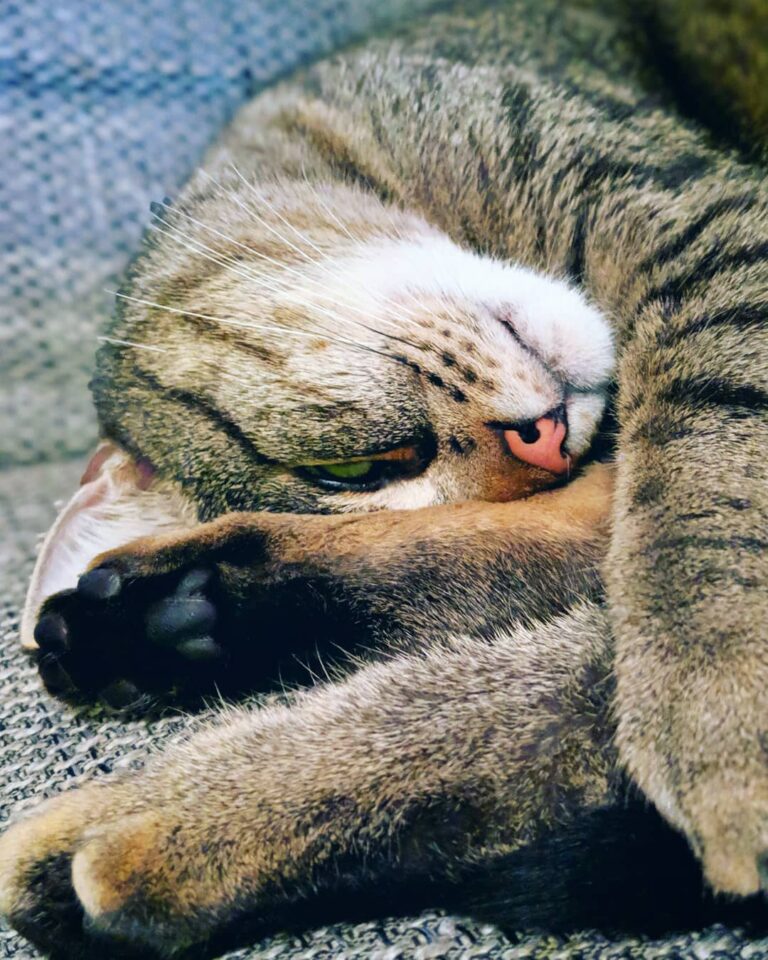 Mukki müde , Mukki schlafen… ägewelt üde ännchen