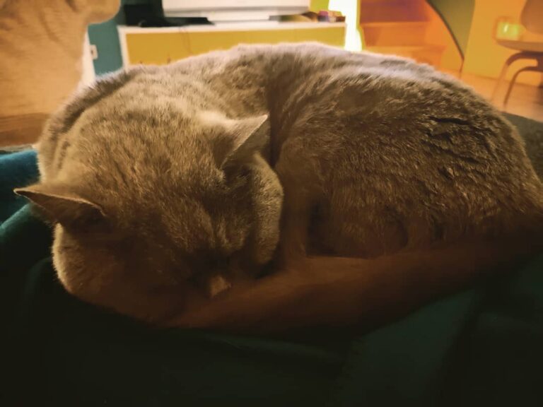 My big boy Casper Always here when I need support