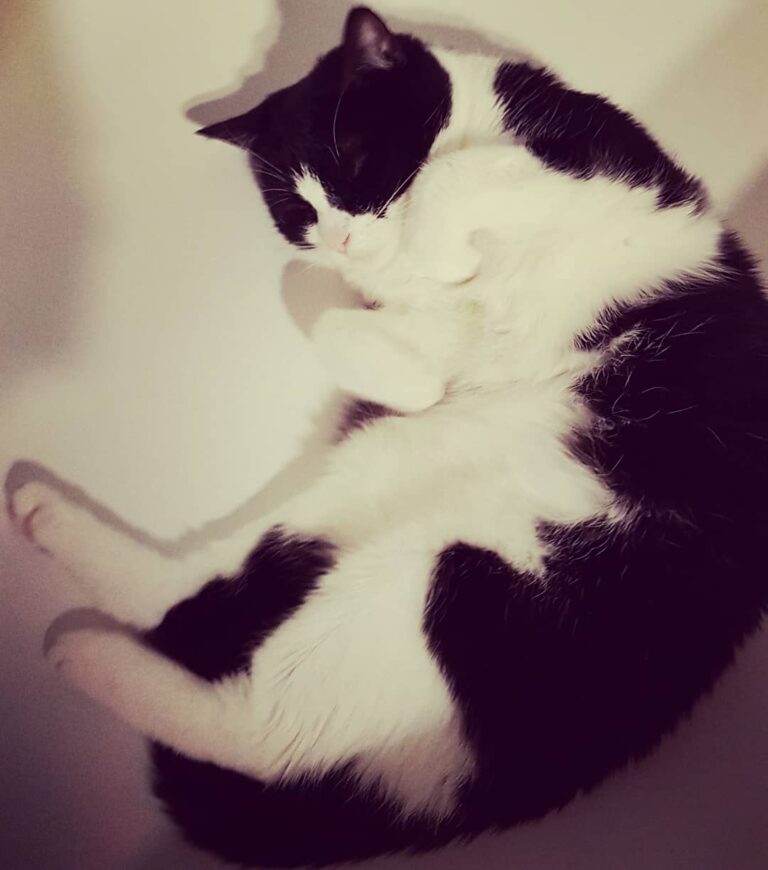 My caturday… how is yours?