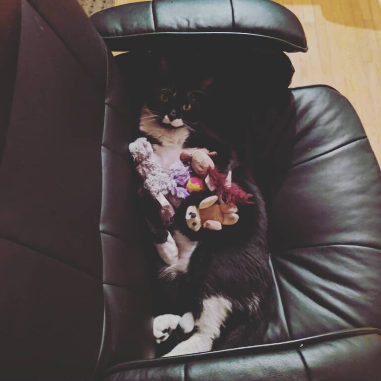 My mom’s cat Simon, and a collection of toys that I placed on him
