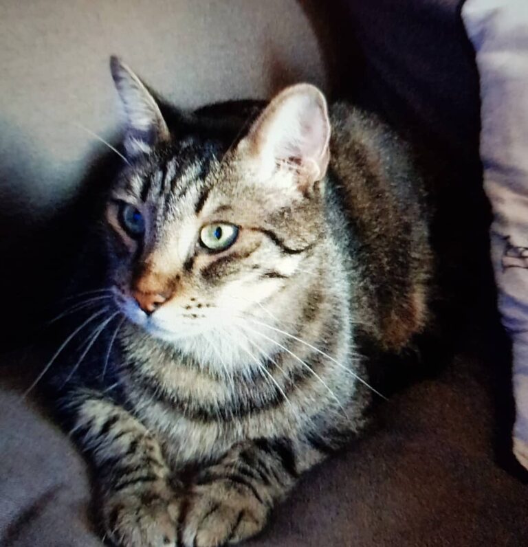 My tiger,Carlos while watching tv..