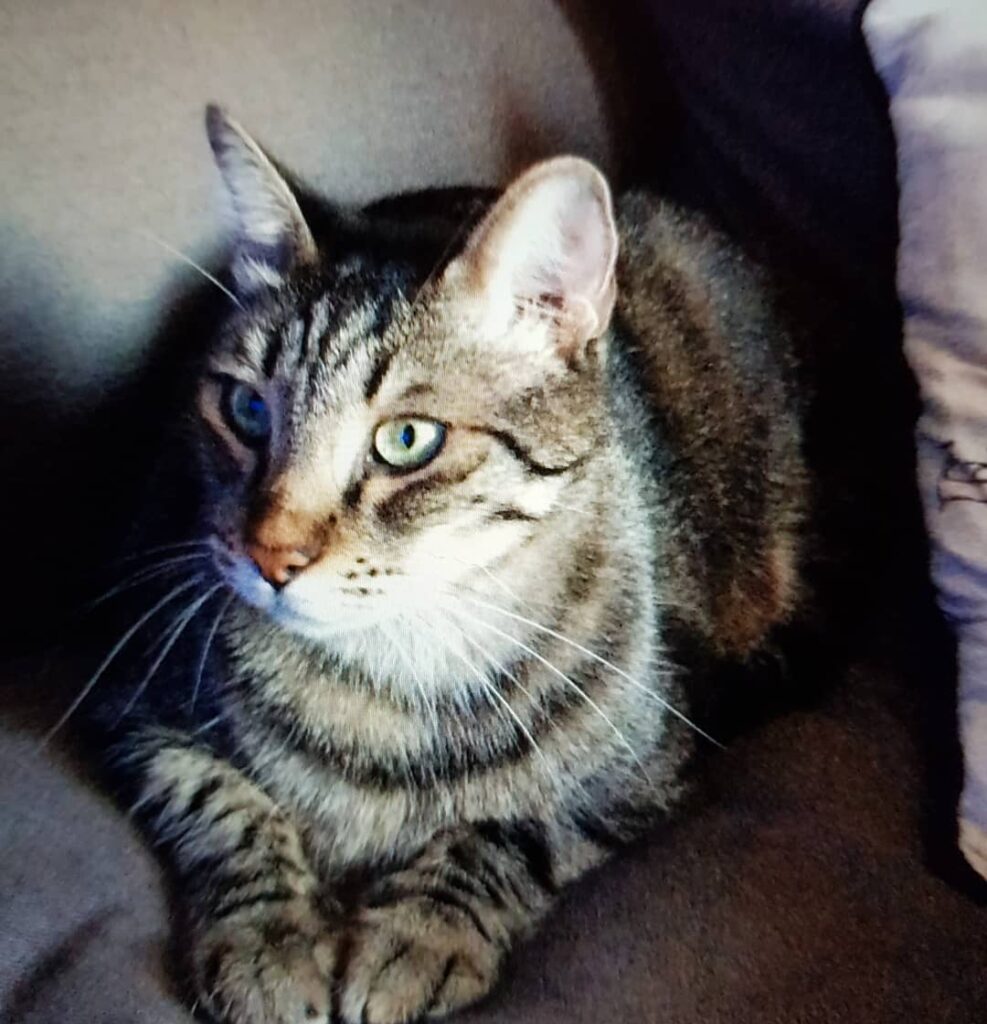 My tiger,Carlos while watching tv..