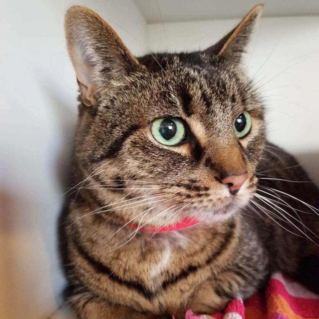 My what big beautiful green eyes you have Ella.