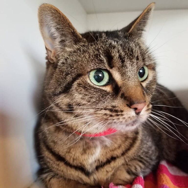 My what big beautiful green eyes you have Ella.