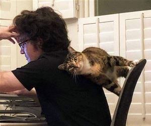 FunnyCatSite