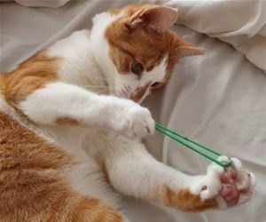FunnyCatSite