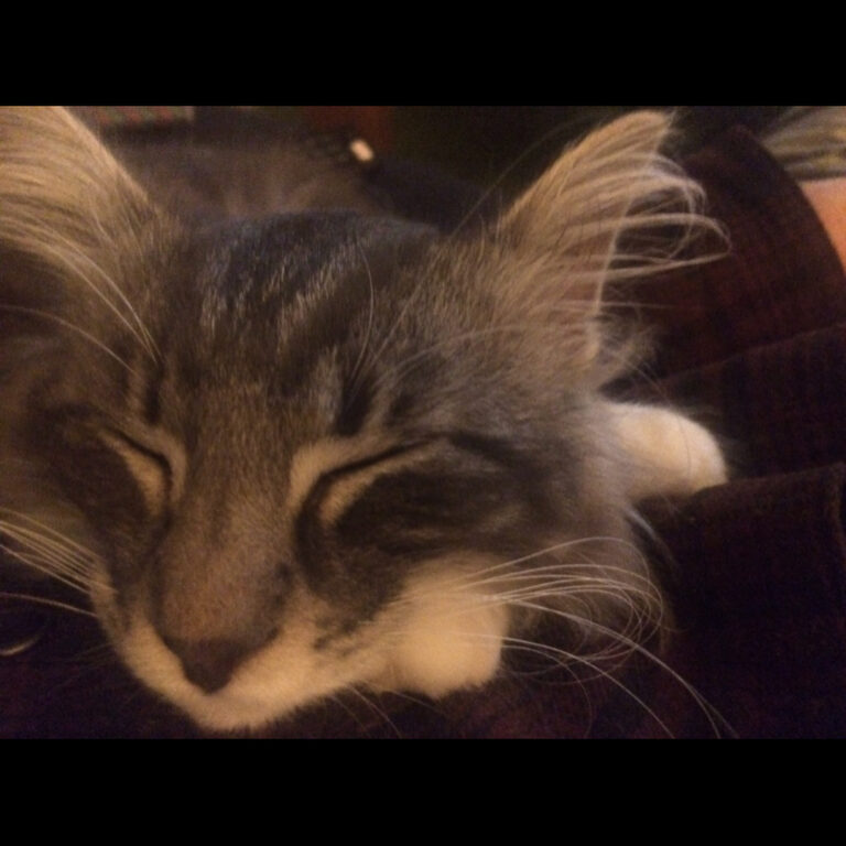 No plants today. Just the lazy cat, Maiken aka Nora