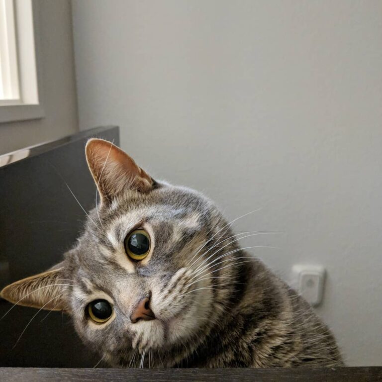Oh hey didn’t see ya there! Happy Caturday