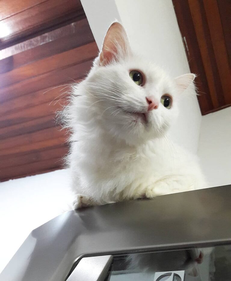 Olá! Meu nome é Madonna (também conhecida como Branca, Bianca, Boo,