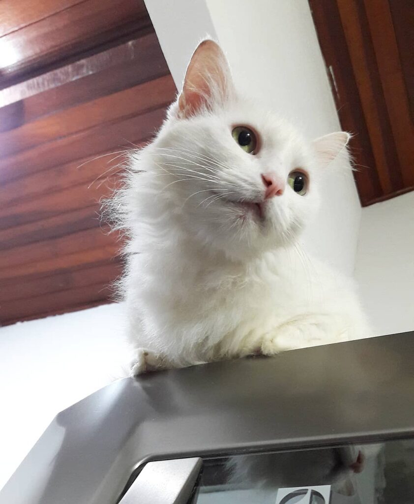 Olá! Meu nome é Madonna (também conhecida como Branca, Bianca, Boo,
