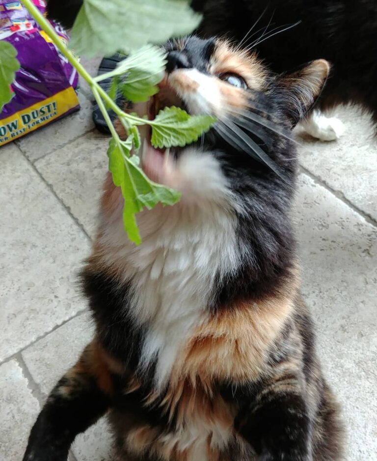 Om nom nom nom nom.