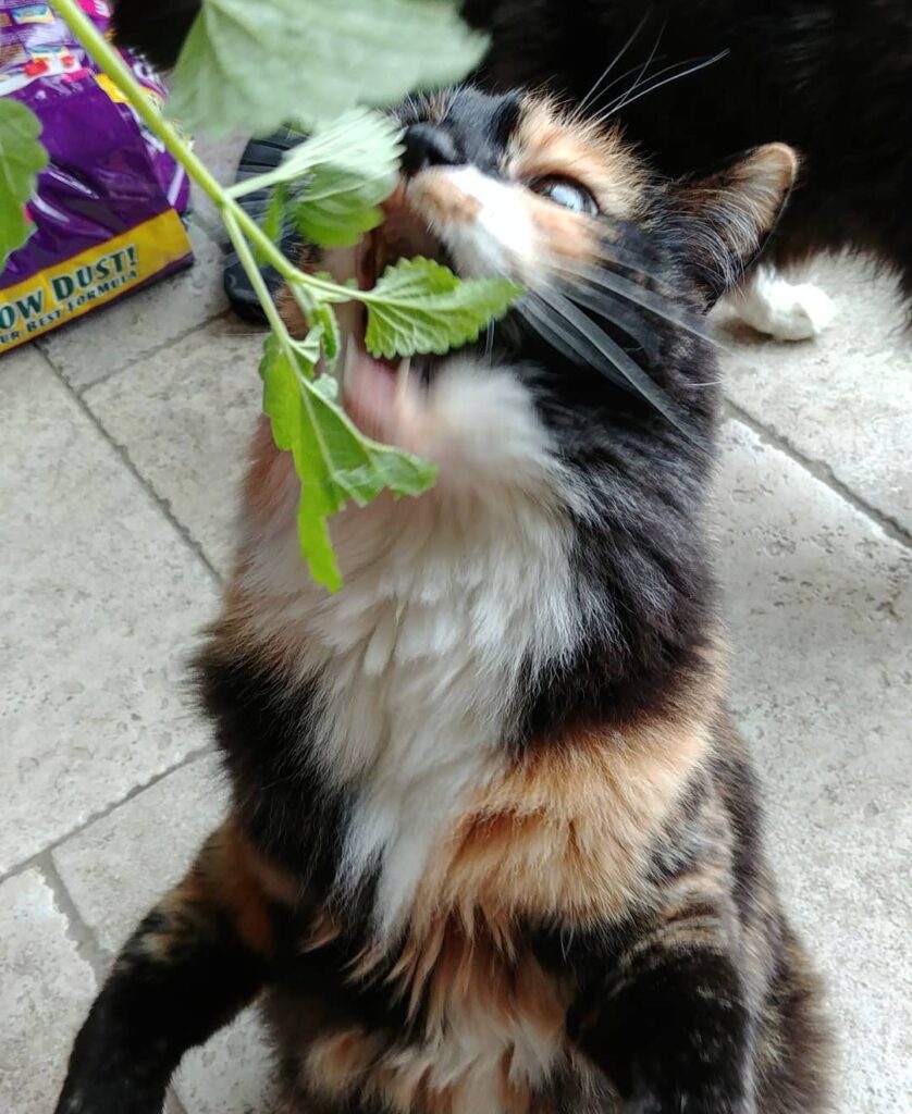 Om nom nom nom nom.