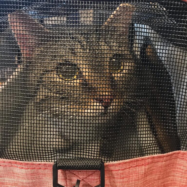 One of these days. Vet visit. Traveling by duffel bag. Wish me luck!