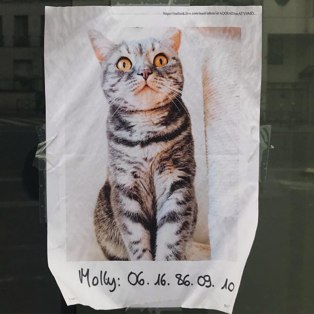 Ou est Molly? . . .