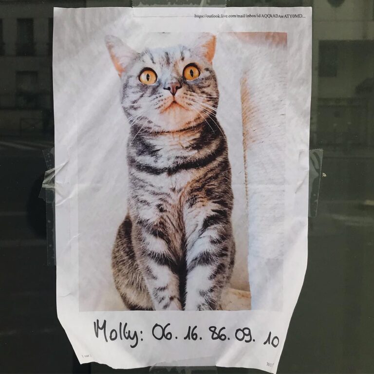 Ou est Molly? . . .