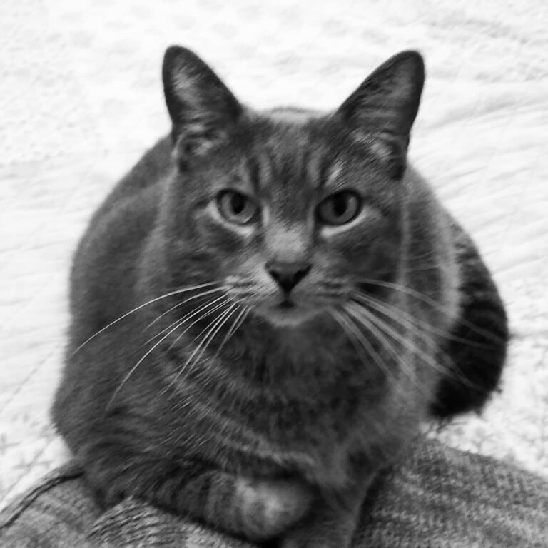 Our cat, Gypsy, had taken to following Heather around the house while
