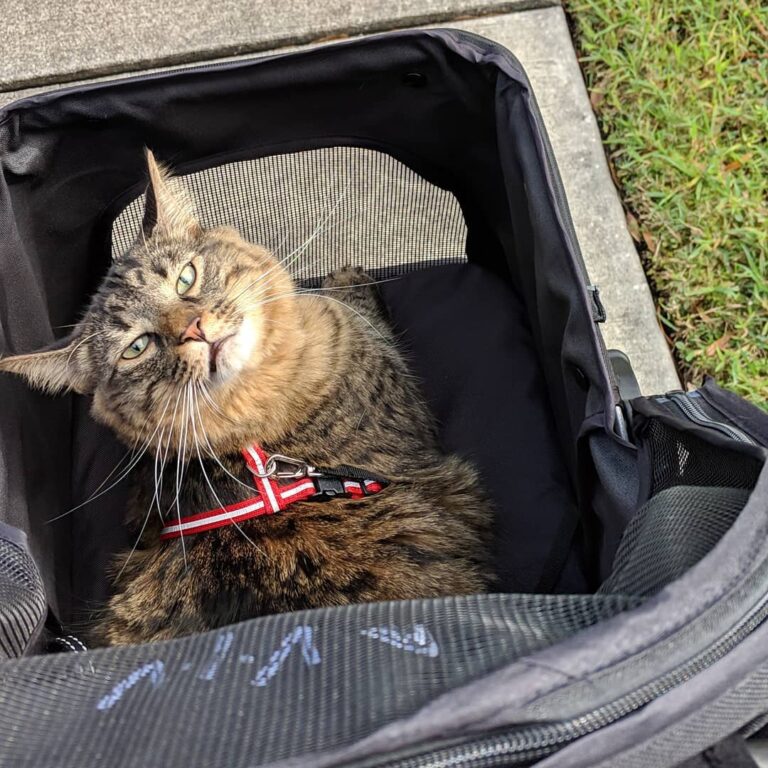 Out and about with my hooman