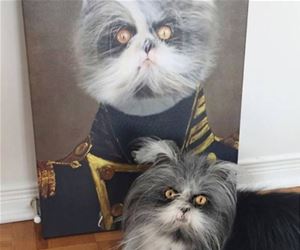 FunnyCatSite