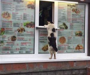 FunnyCatSite