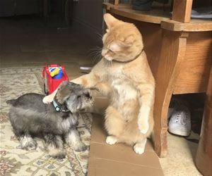FunnyCatSite