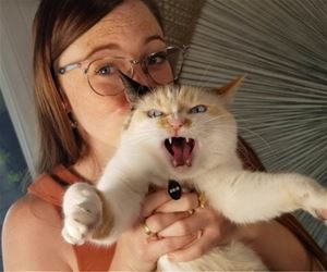 FunnyCatSite