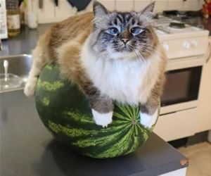 FunnyCatSite