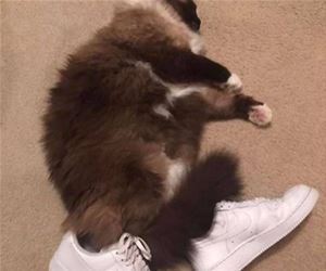 FunnyCatSite