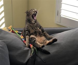 FunnyCatSite