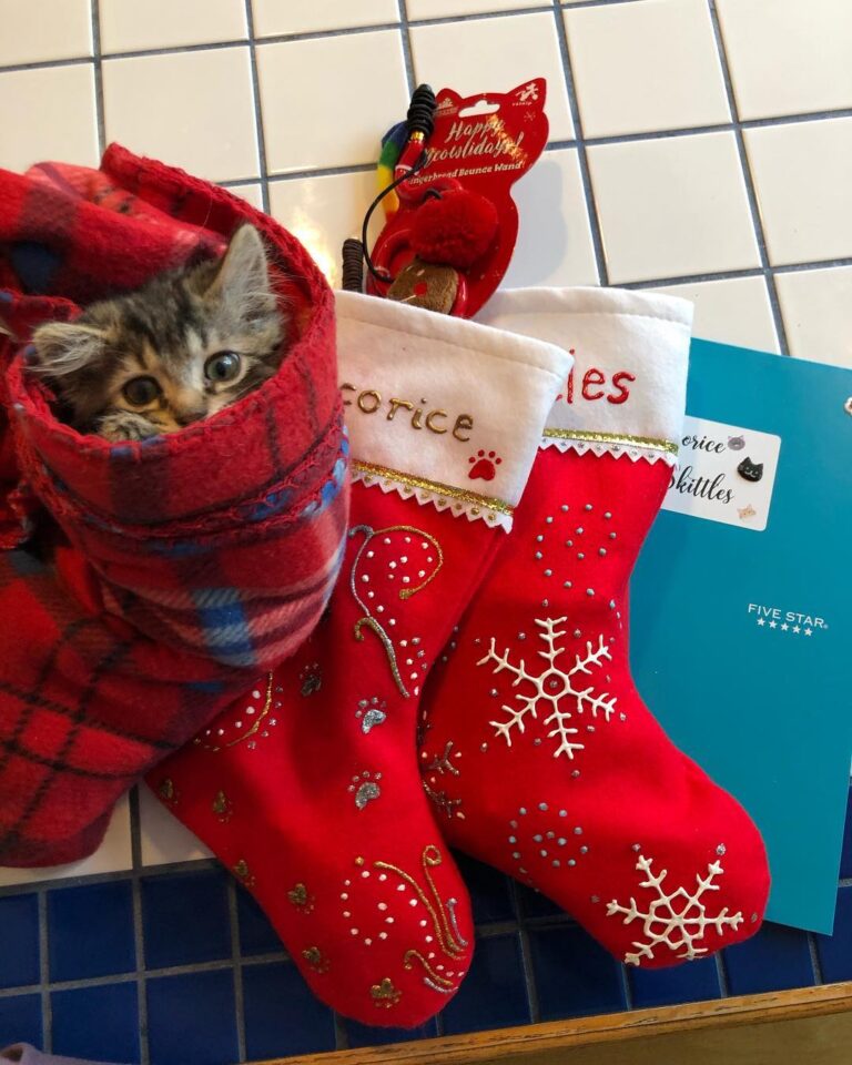 SUPRISE! Or as Wicowice would say “Supwiseee”. Yesterday Licorice &