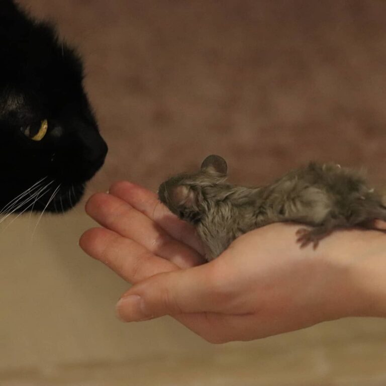 Sade and Mona. Don’t worry – the cat is super sweet and doesn’t try