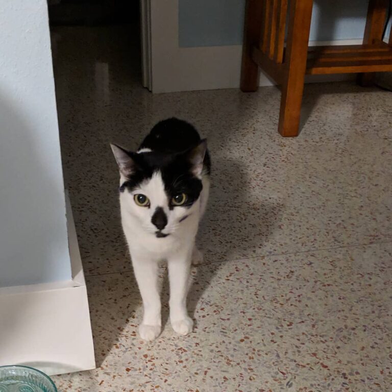Sadie cat isn’t sure if it’s safe to come out and meet the visiting