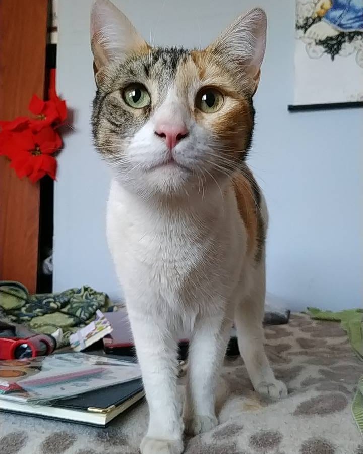 Samanta 2019 . . . . .