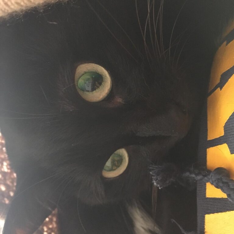 She was almost asleep on my lap until she found the string on my