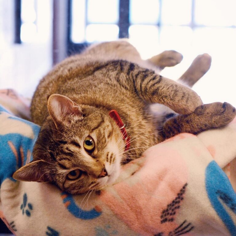 Silly Gina is just hanging around waiting for you to come adopt her!