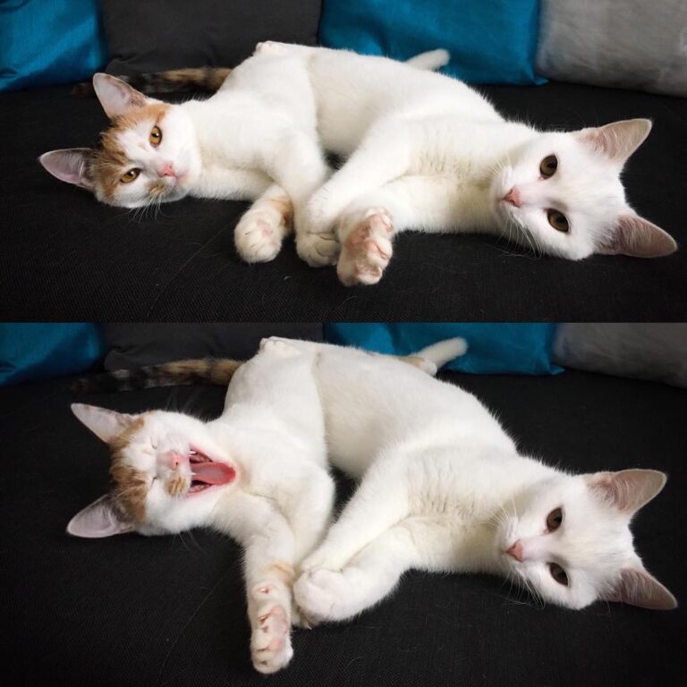 Sisters cuddling all day long! Don‘t they look cute?