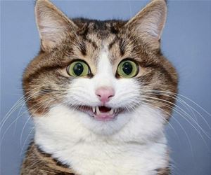 FunnyCatSite