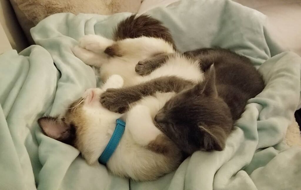 Snuggle buddies – –