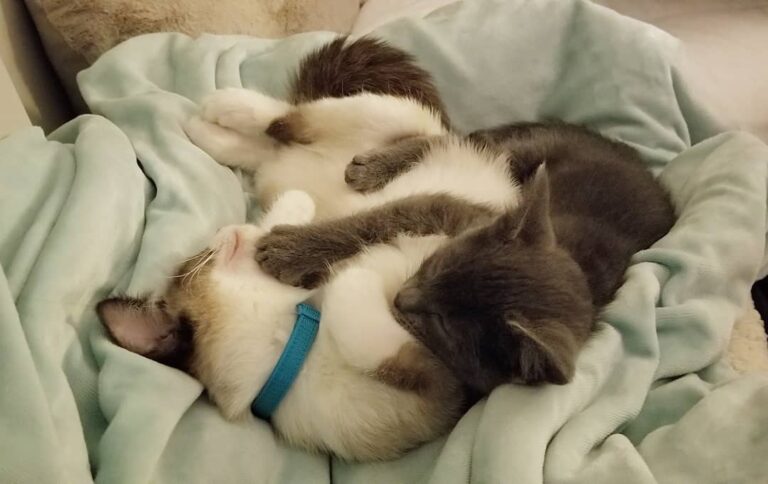 Snuggle buddies – –