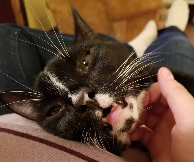 Somebody loves neck scratches. Look at those tiny little teeth!