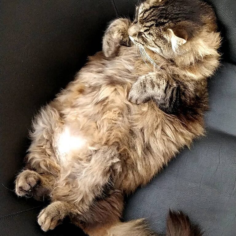 Still going strong! 24 hour napping challenge!