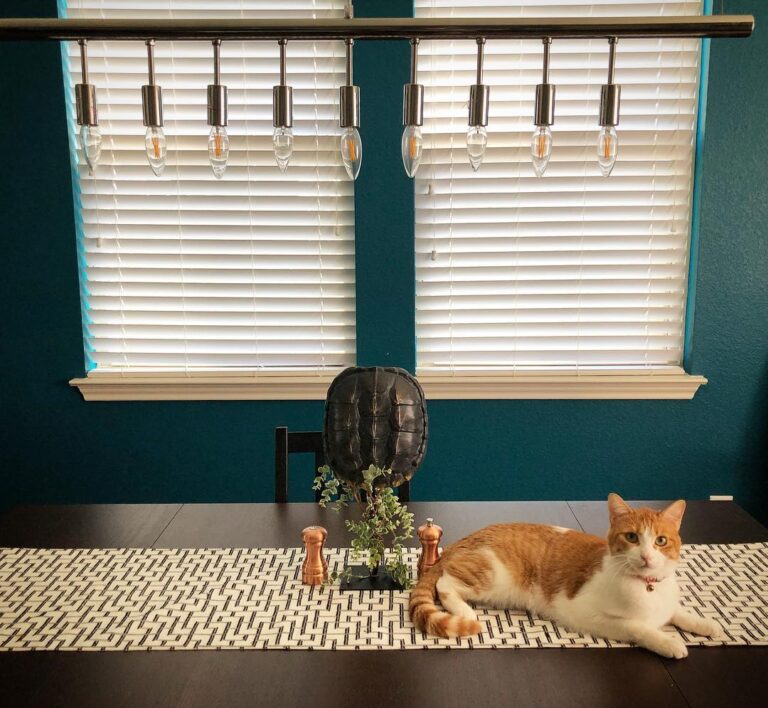Such a lazy Caturday . . .