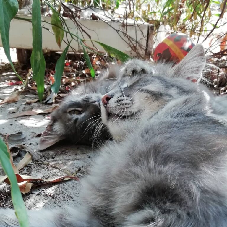 Tarde de flojera con Lobo y Puntito