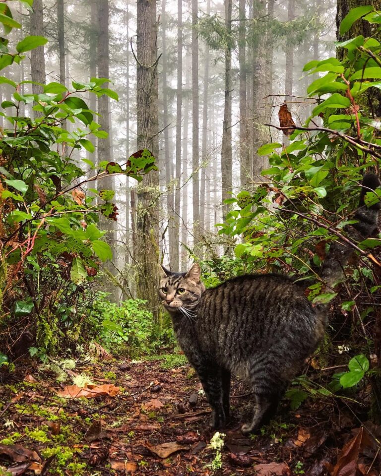 The backyard of an Oly cat.
