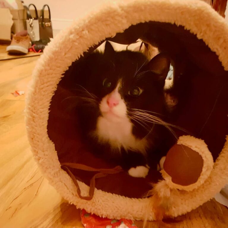 The day I got my own tunnel to jump about and play in! I like to to