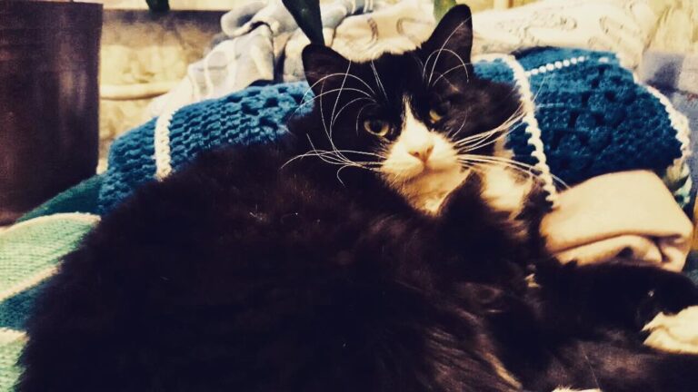 The photo proof of Marshal not being totally relaxed on Sat because