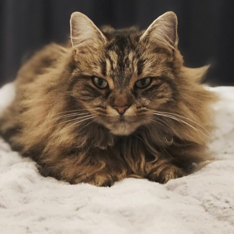 This cat though